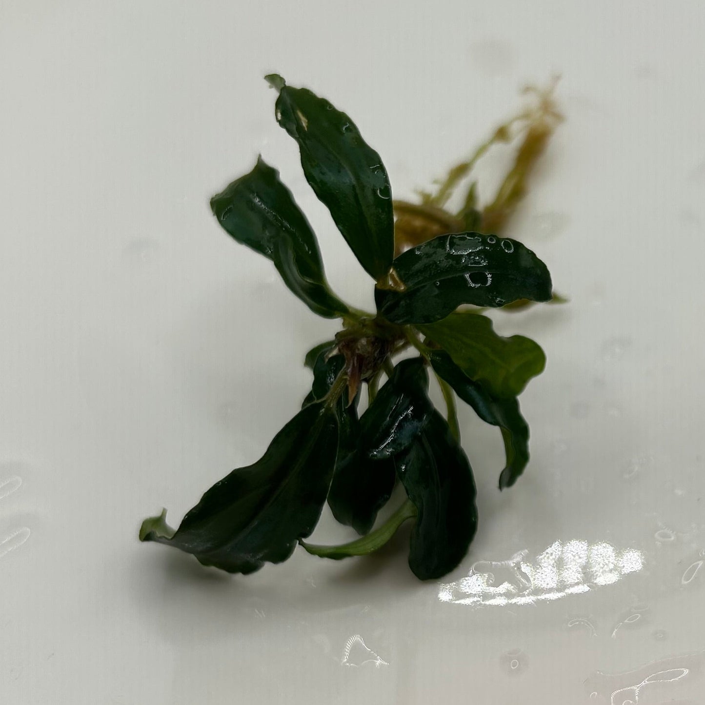 【葉6枚以上】Bucephalandra sp. Theia Green ブセファランドラティアグリーン1株