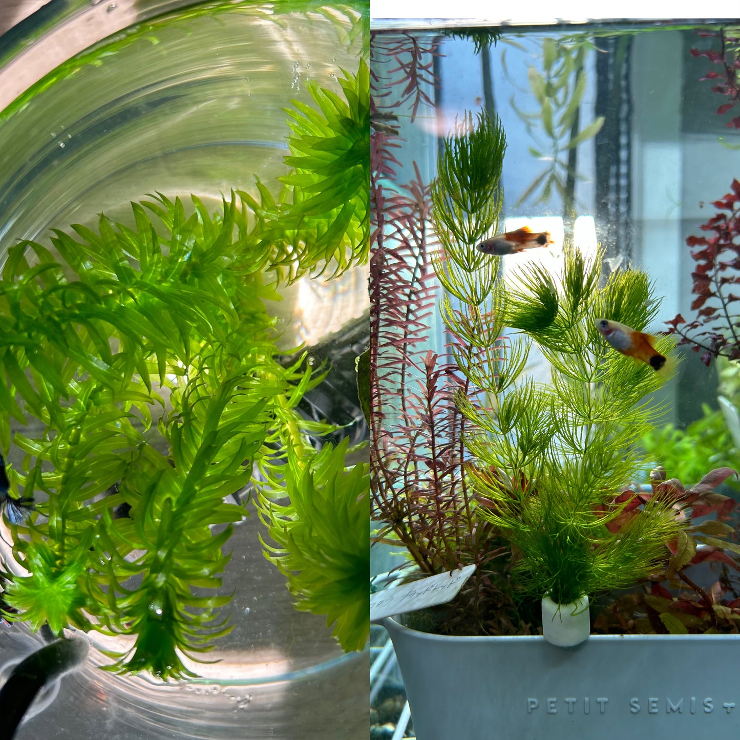 【無農薬】アナカリス5本、マツモ3本セット