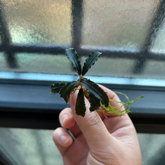 【葉6枚以上】Bucephalandra sp.Kedagang ブセファランドラクダガン 1株