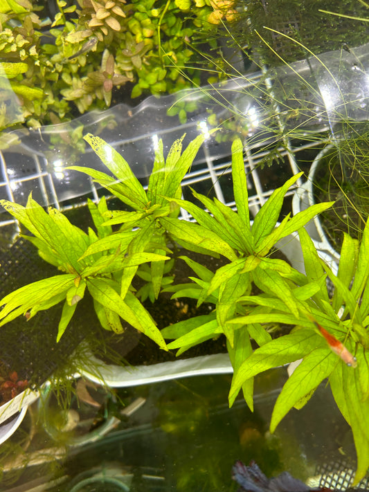 【無農薬・水中葉】ラージリーフハイグロ1本