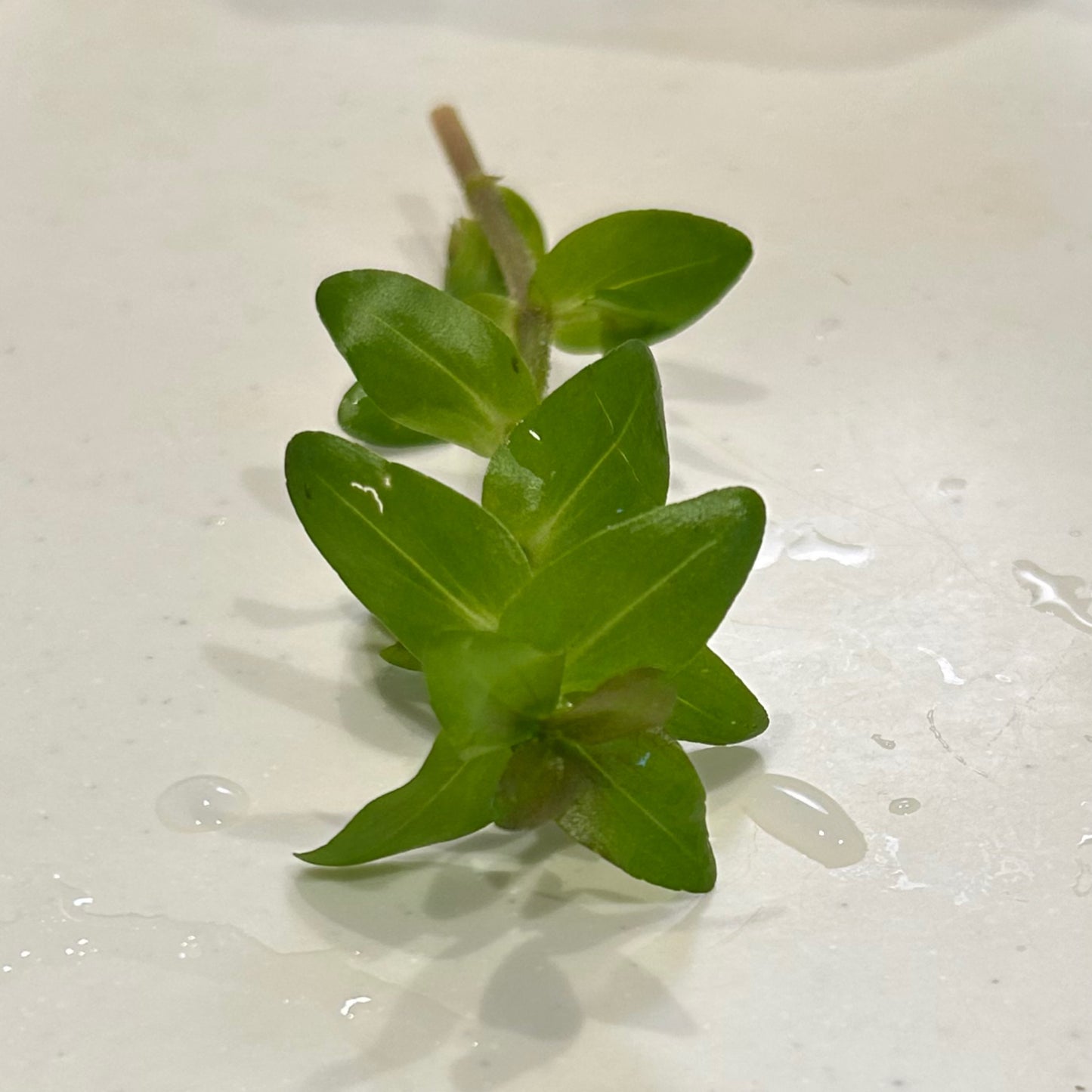 【無農薬・水中葉】ウォーターバコパ2本