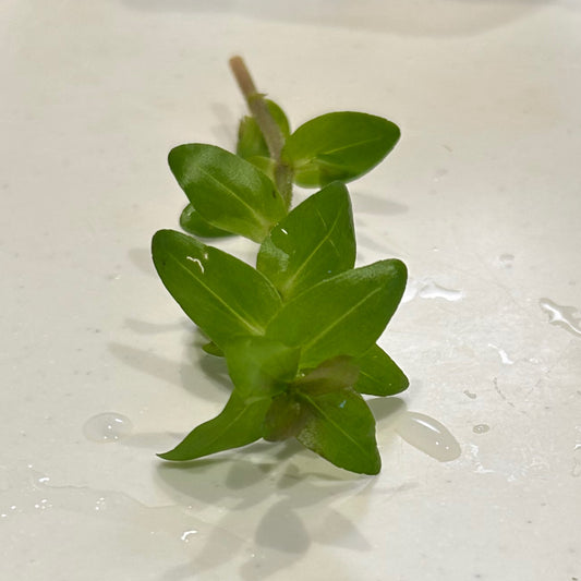 【無農薬・水中葉】ウォーターバコパ2本