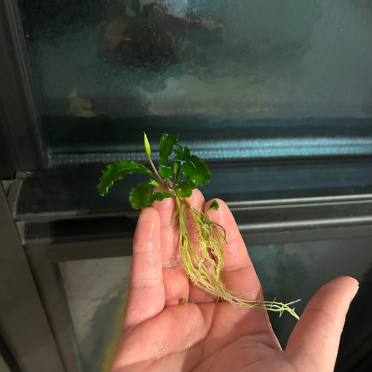 【葉6枚以上】Bucephalandra sp. Green Velvet ブセファランドラグリーンベルベット1株