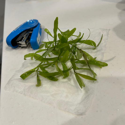 【無農薬・水中葉】ハイグロフィラ・ポリスフェルマ5本