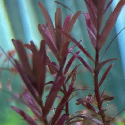 【無農薬・水中葉】ロタラブラッドレッド3本