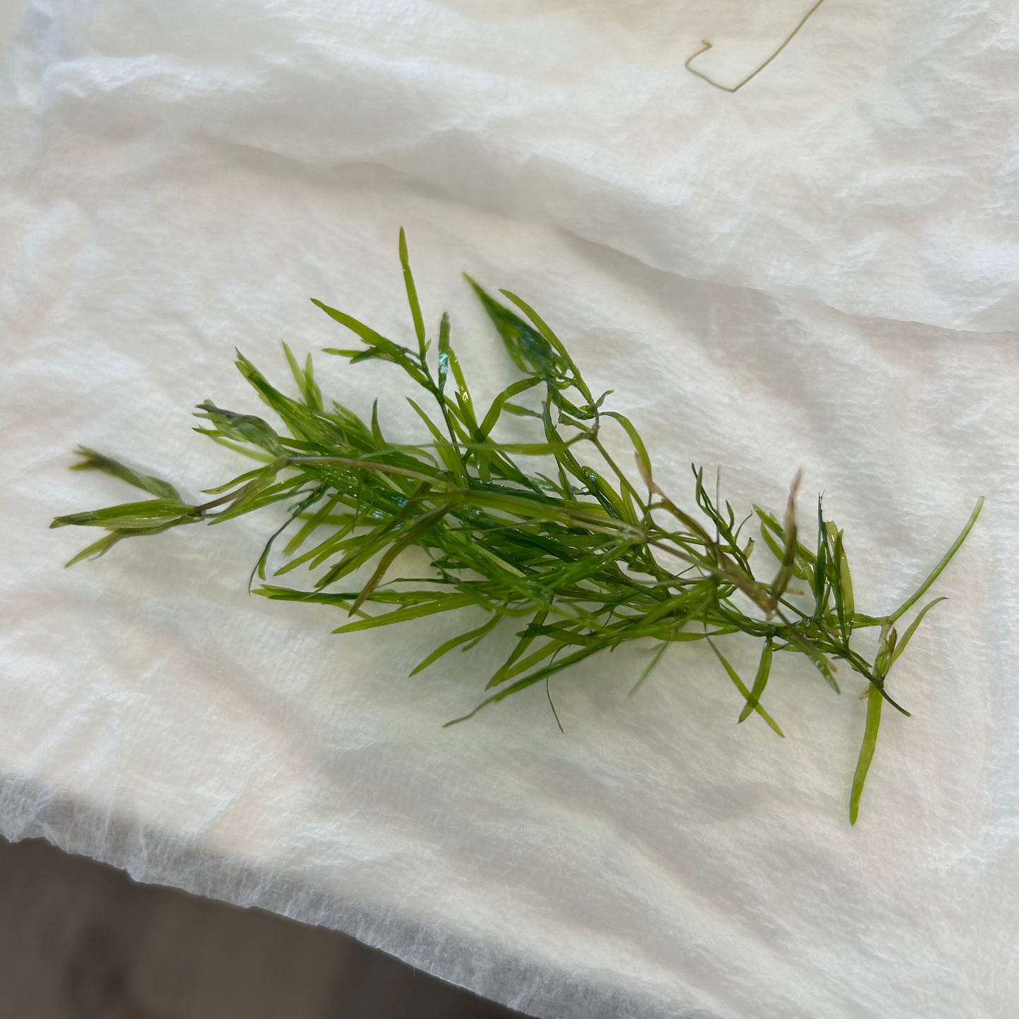 【無農薬】ナヤス5本