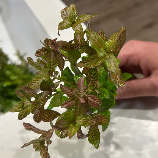 【無農薬・水中葉】ハイグロフィラ・ロザエネルビス3本