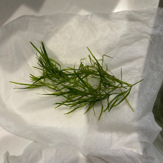 【無農薬】ナヤス5本