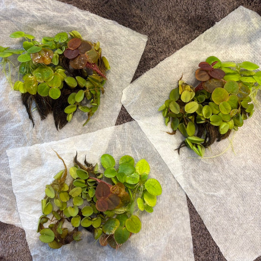 【無農薬】浮き草セット入門水草4種(ビオトープなどにもおすすめ)