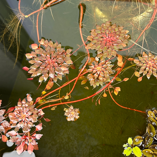 【無農薬・水中葉】美しいウォーターダイヤ1本