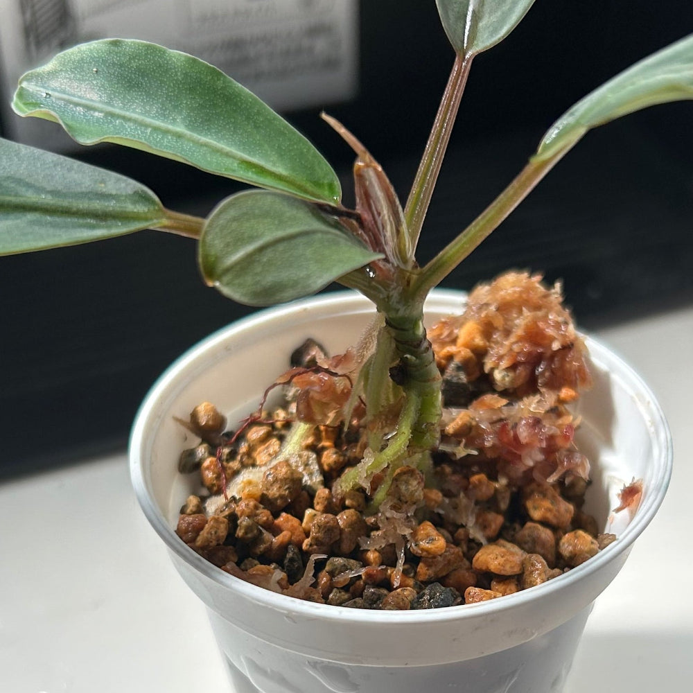 【現品】Bucephalandra sp.Silver Gray ブセファランドラシルバーグレイ 1株