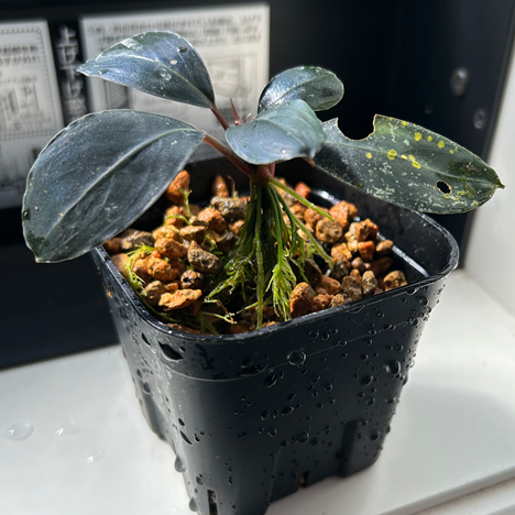 【現品】Bucephalandra sp.Dark Africa ブセファランドラダークアフリカ 1株
