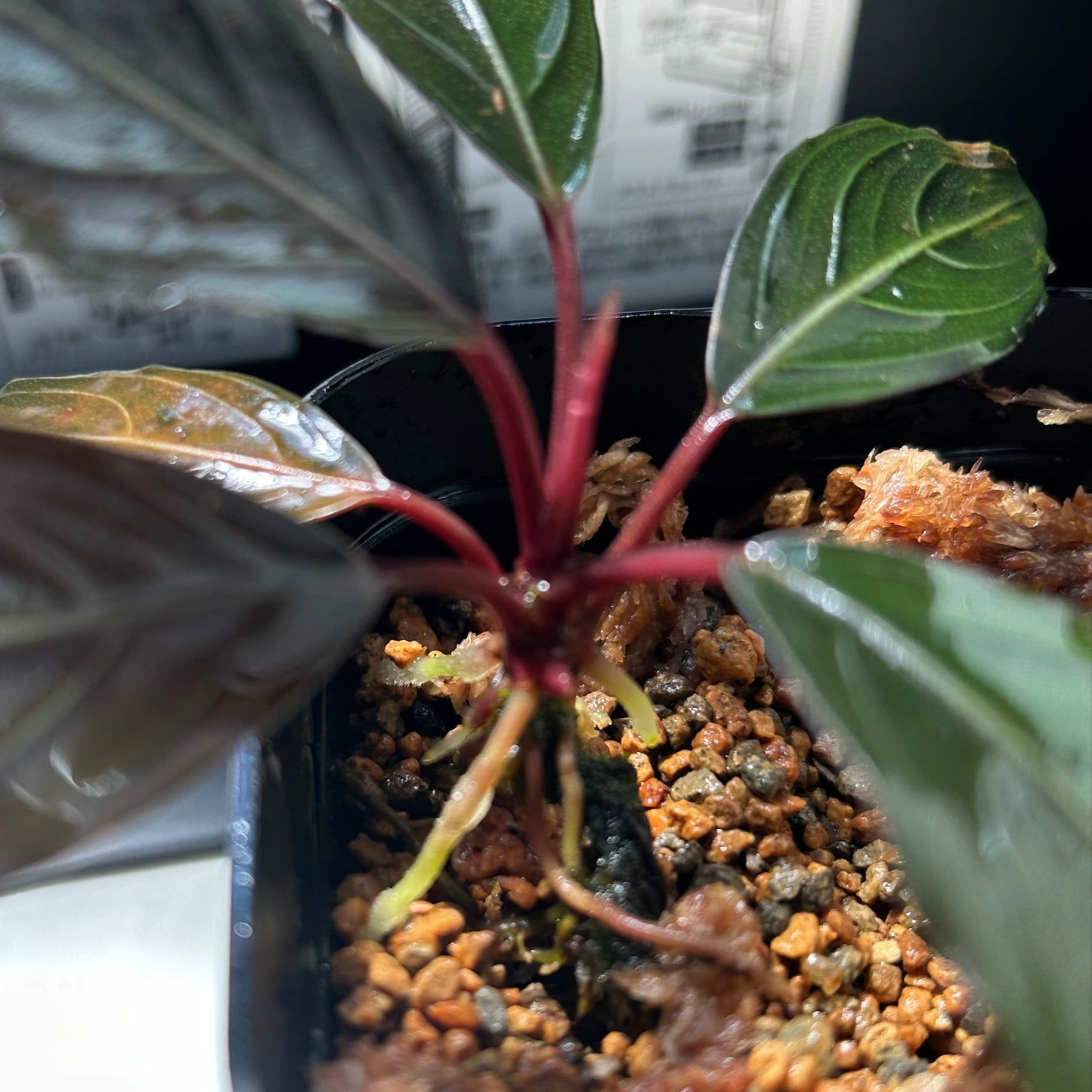 【現品】Bucephalandra sp.Kishii ブセファランドラキシィ(スケルトンキング) 1株