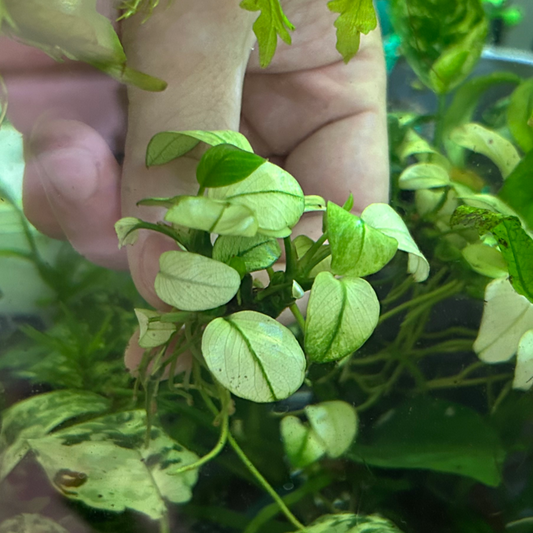 【葉6枚以上・水中葉】アヌビアスナナ ブロードホワイト Broad White 1株