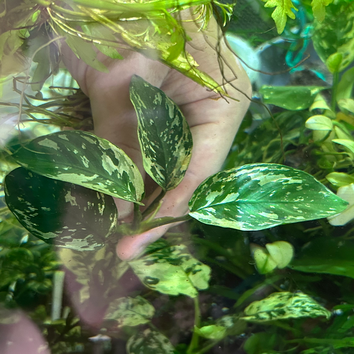 【現品】アヌビアスナナ バリエガーテッド キング Variegated King 1株