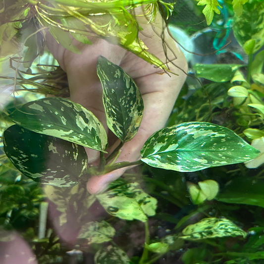 【葉4枚以上・水中葉】アヌビアスナナ バリエガーテッド キング Variegated King 1株