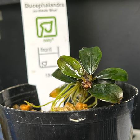 Bucephalandra sp.Sordidula Blue ブセファランドラソルディデュラブルー 1株【葉5枚以上保証】