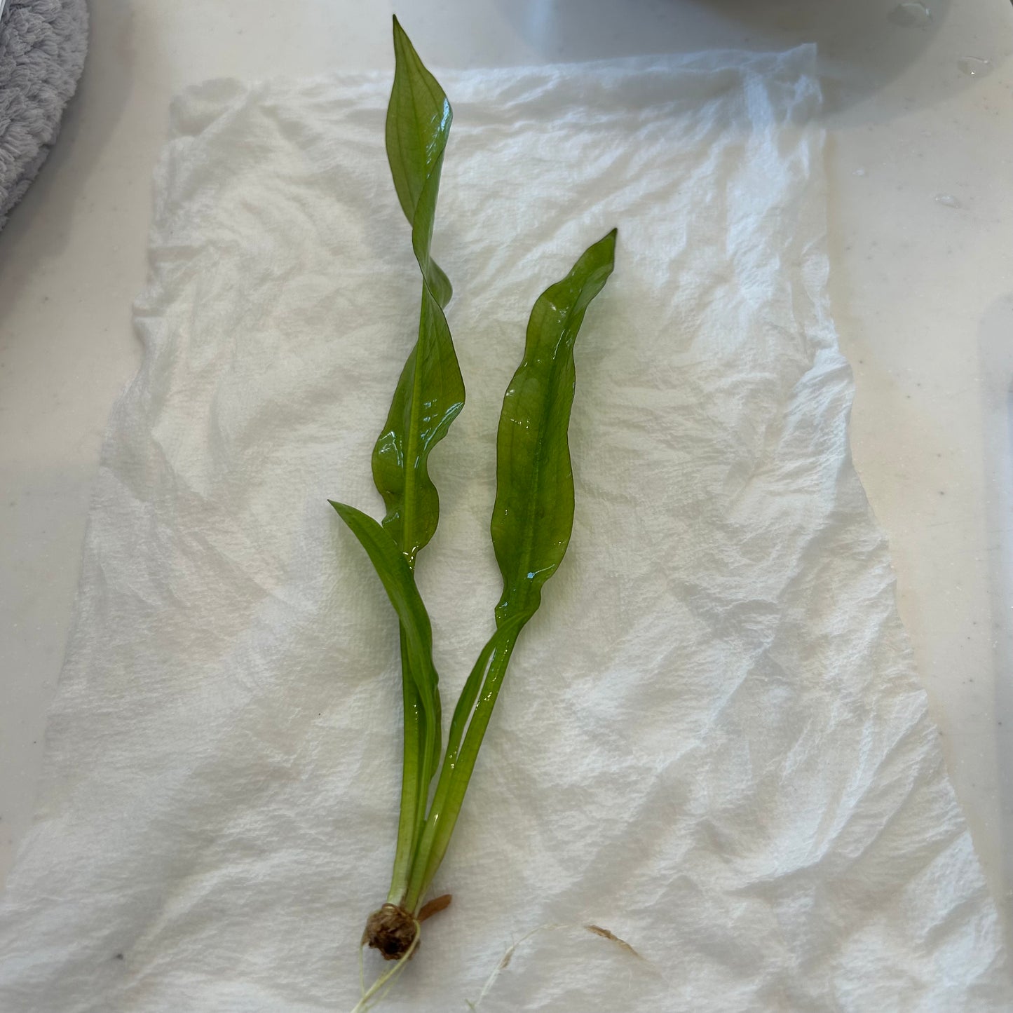 【葉3枚以上・水中葉】アマゾンソード1本