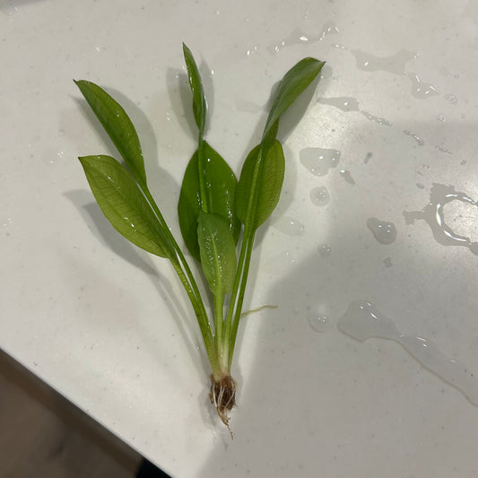 【葉3枚以上・水中葉】アマゾンソード1本