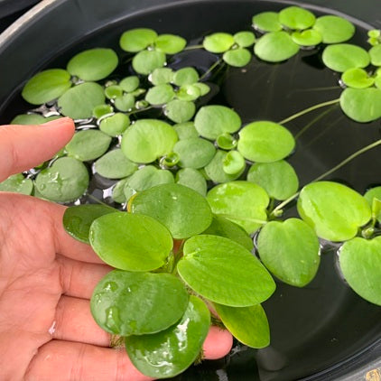 【無農薬】きれいなアマゾンフロッグピット2株