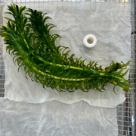 【無農薬】きれいなアナカリス10本おもり2個つき