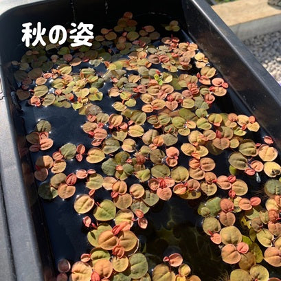 【無農薬】きれいなフィランサスフルイタンス7株