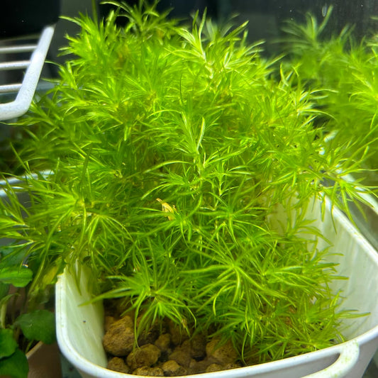 【無農薬】ちぎれナヤス1盛