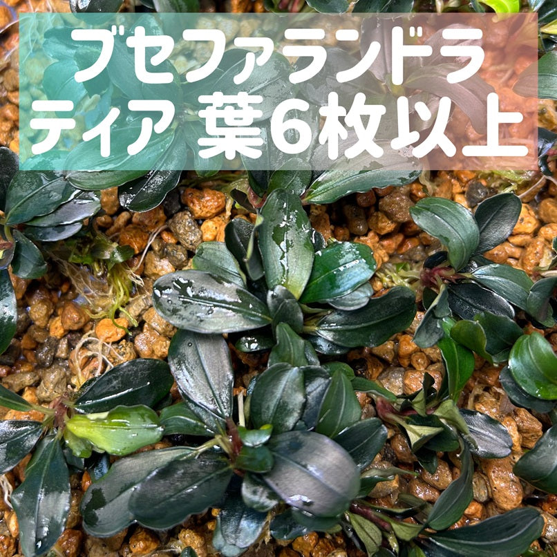 Bucephalandra sp. Theia ブセファランドラティア 1株・葉6枚以上