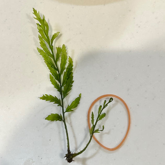 【水中葉】ボルビティス・ヒュディロティ葉2本