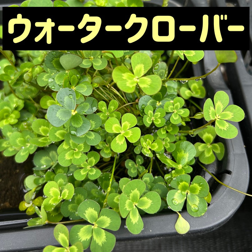 ウォータークローバームチカ5本