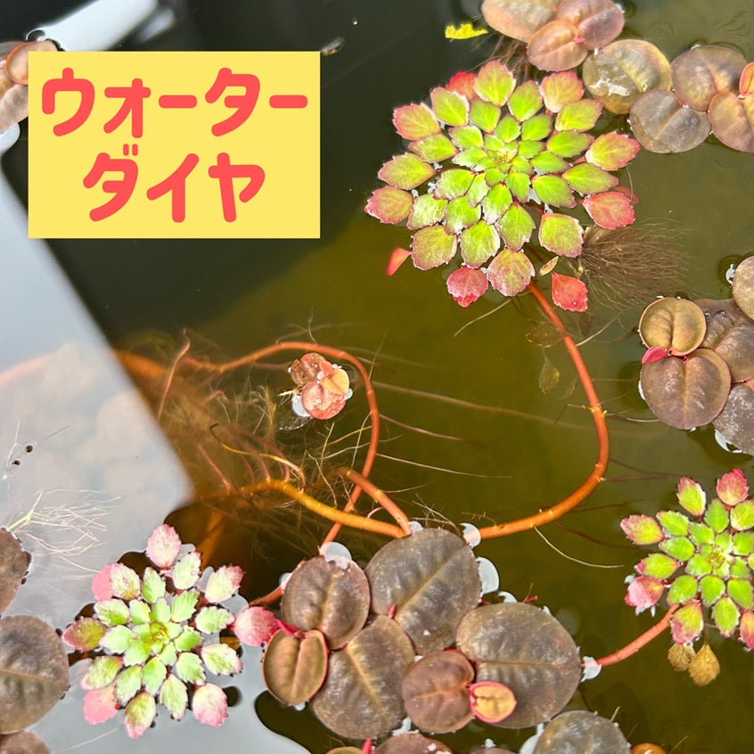美しいウォーターダイヤ1本