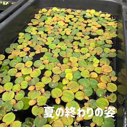きれいなフィランサスフルイタンス5株