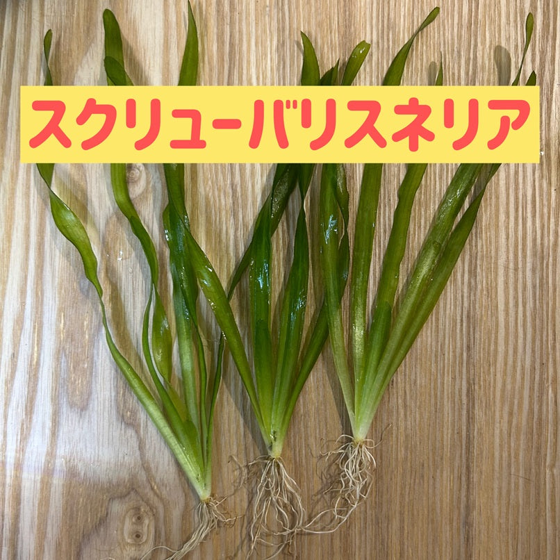 スクリューバリスネリア3本