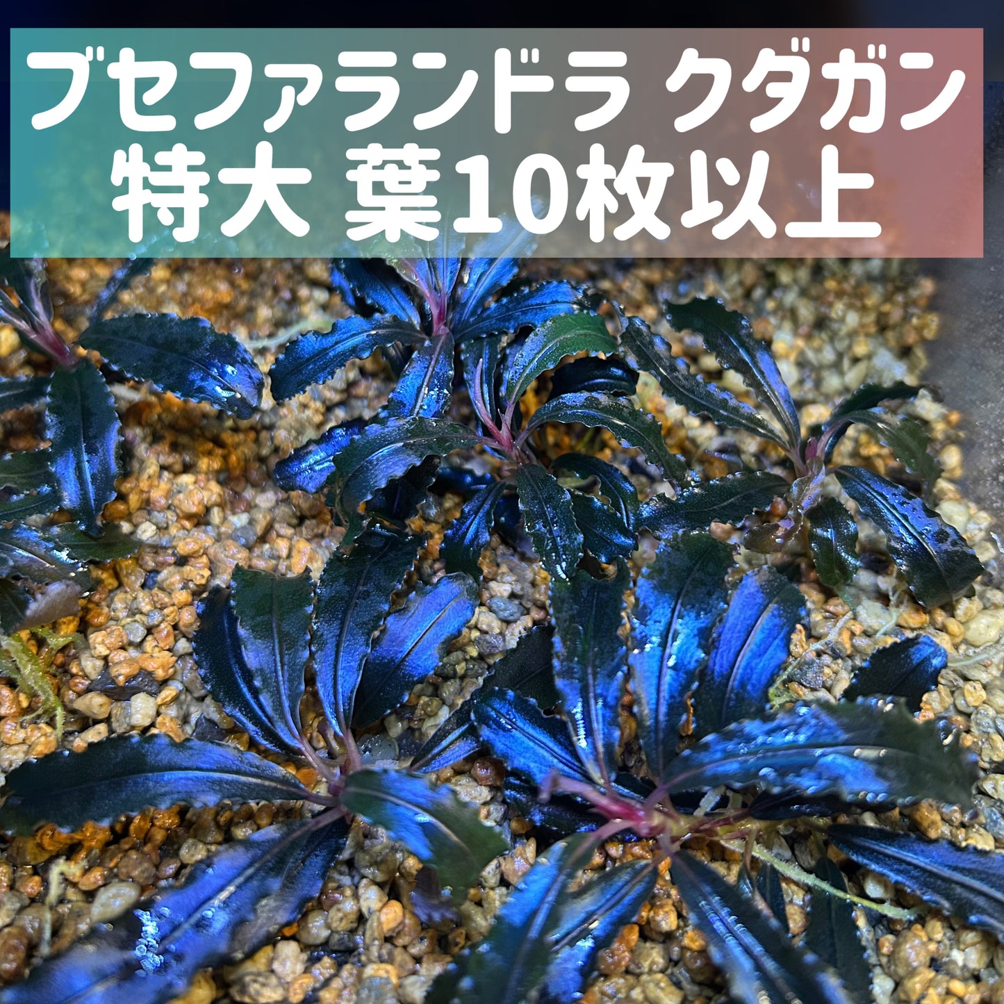 Bucephalandra sp.Kedagang ブセファランドラクダガン 【特大】1株・葉10枚以上