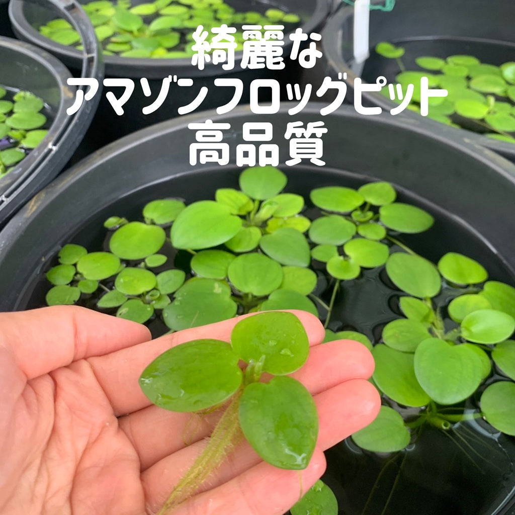 【無農薬】きれいなアマゾンフロッグピット5株
