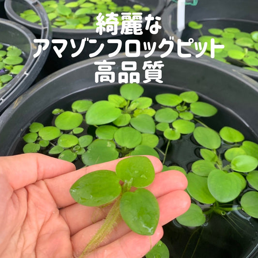 【無農薬】きれいなアマゾンフロッグピット5株