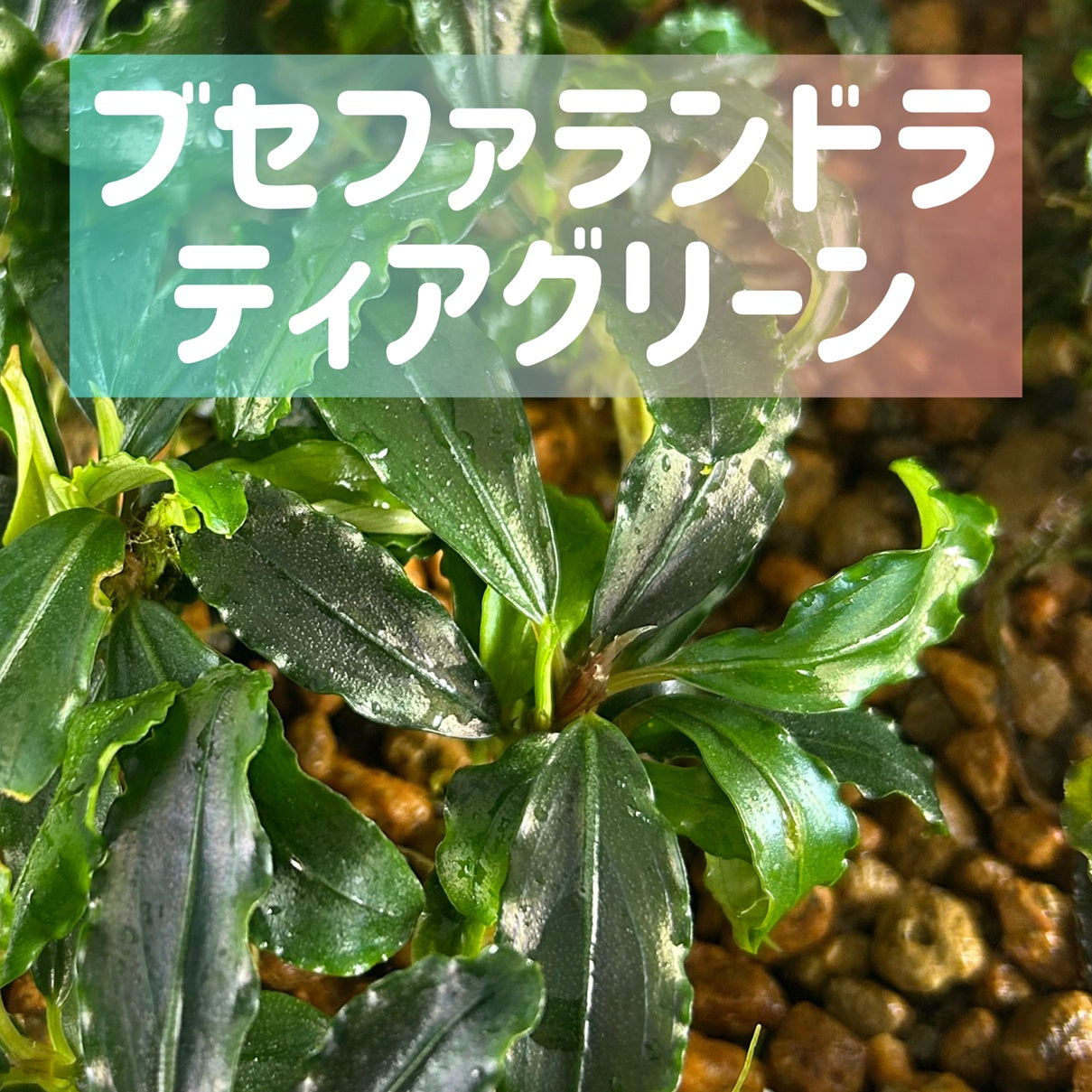 葉6枚以上】Bucephalandra sp. Theia Green ブセファランドラティア