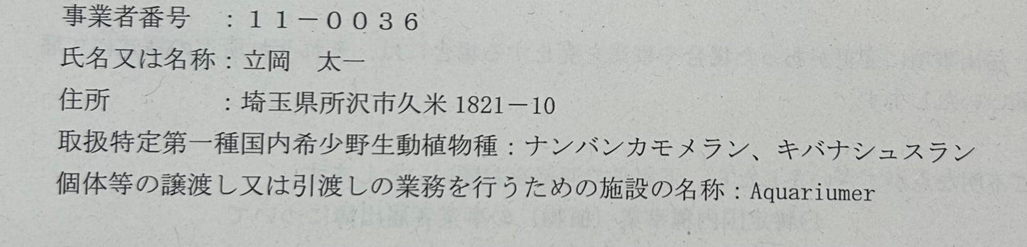 【現品】ジュエルオーキッド マコデスペトラ