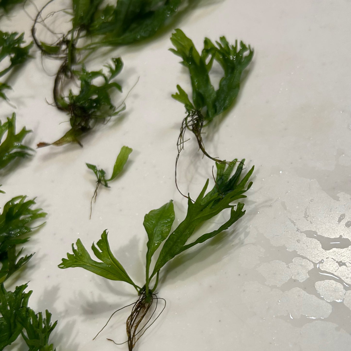 【葉2枚以上・水中葉】ミクロソリウム ウェンディロフ