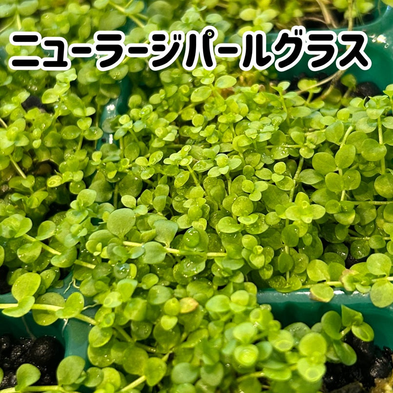 ニューラージパールグラス6×6㎝サイズ