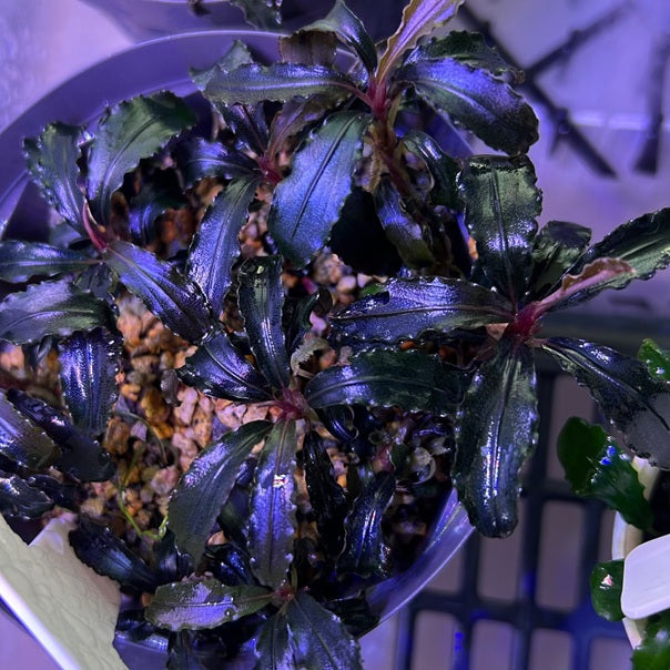 ブセファランドラカタログ – Aquariumer｜水草・観葉植物の育成販売