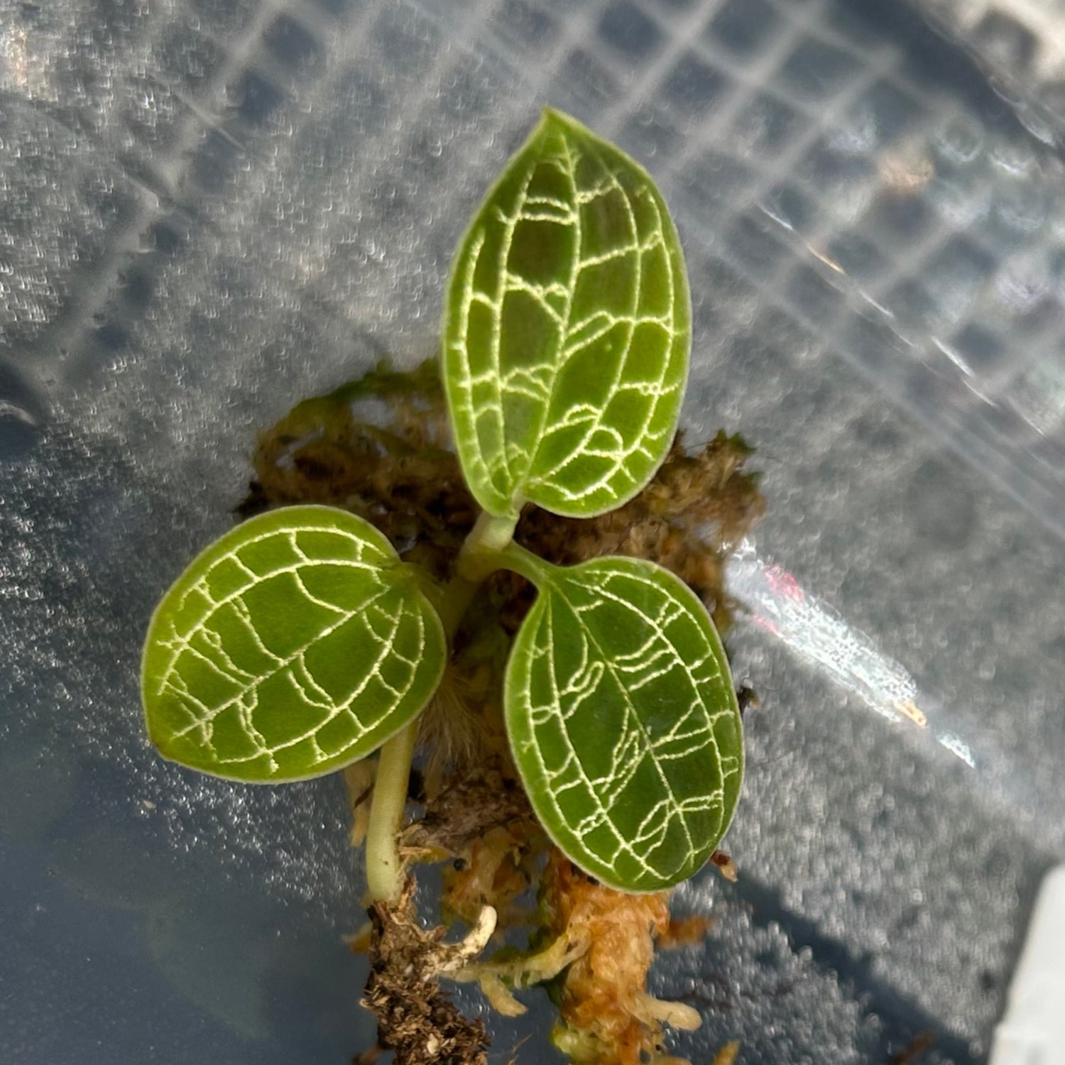 ジュエルオーキッド