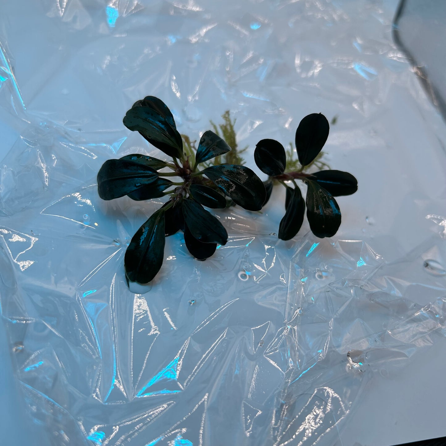 【葉6枚以上】Bucephalandra sp. Theia ブセファランドラティア 1株