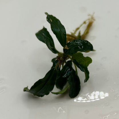 【葉6枚以上】Bucephalandra sp. Theia Green ブセファランドラティアグリーン1株