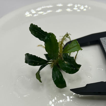 【葉6枚以上】Bucephalandra sp. Theia Green ブセファランドラティアグリーン1株