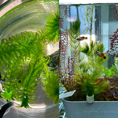 【無農薬】アナカリス5本、マツモ3本セット