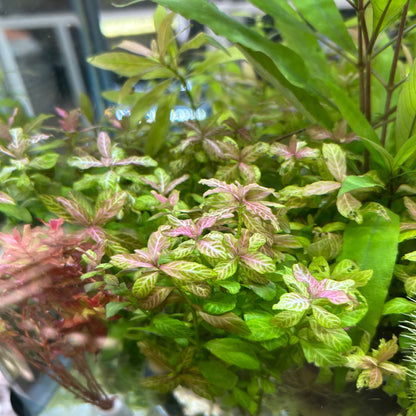 【無農薬・水中葉】ハイグロフィラ・ロザエネルビス3本