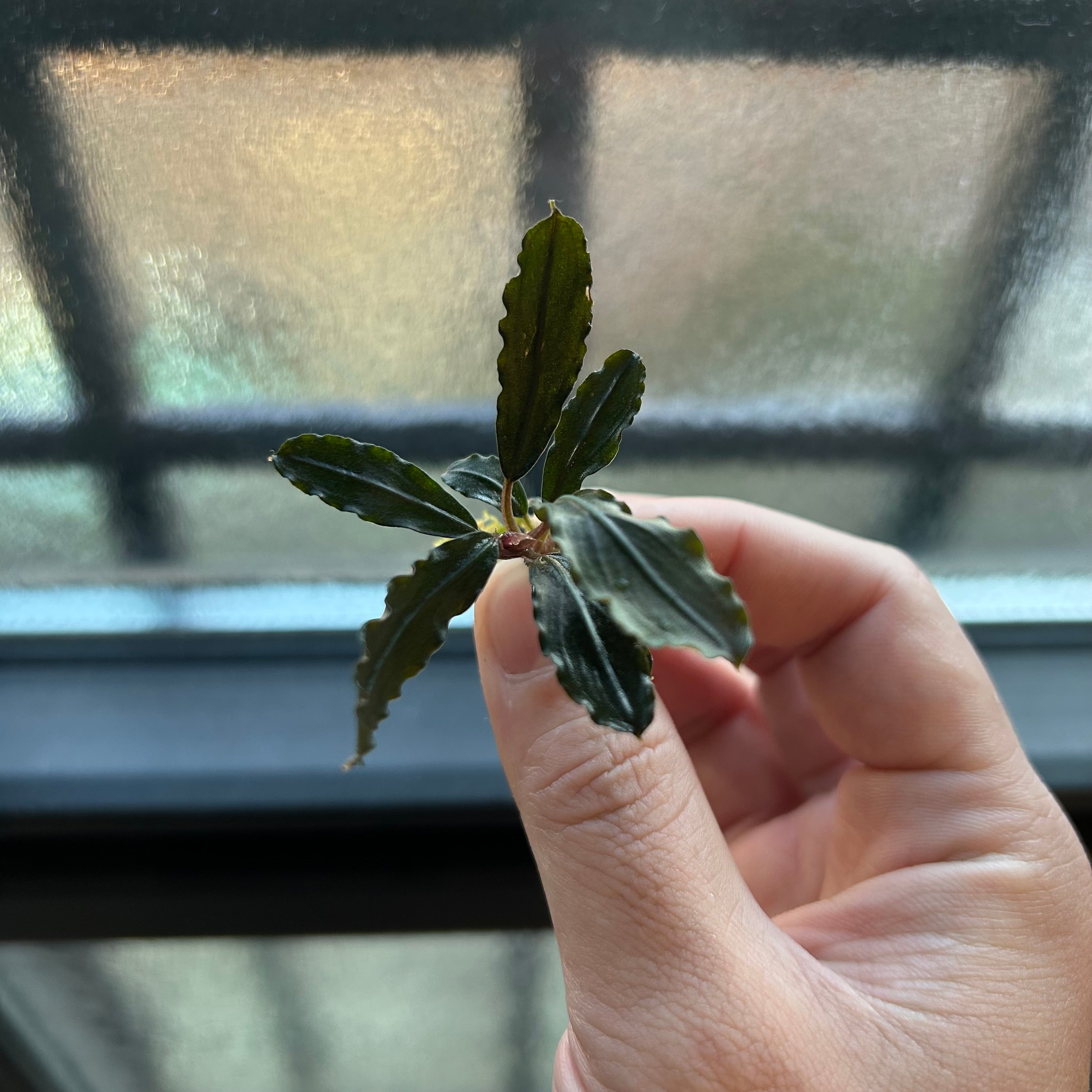 葉6枚以上】Bucephalandra sp. Lamandau ブセファランドララマンダウ1