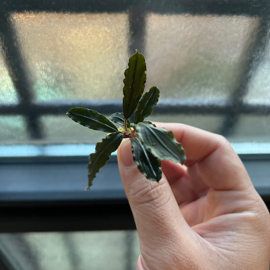 【葉6枚以上】Bucephalandra sp. Lamandau ブセファランドララマンダウ1株