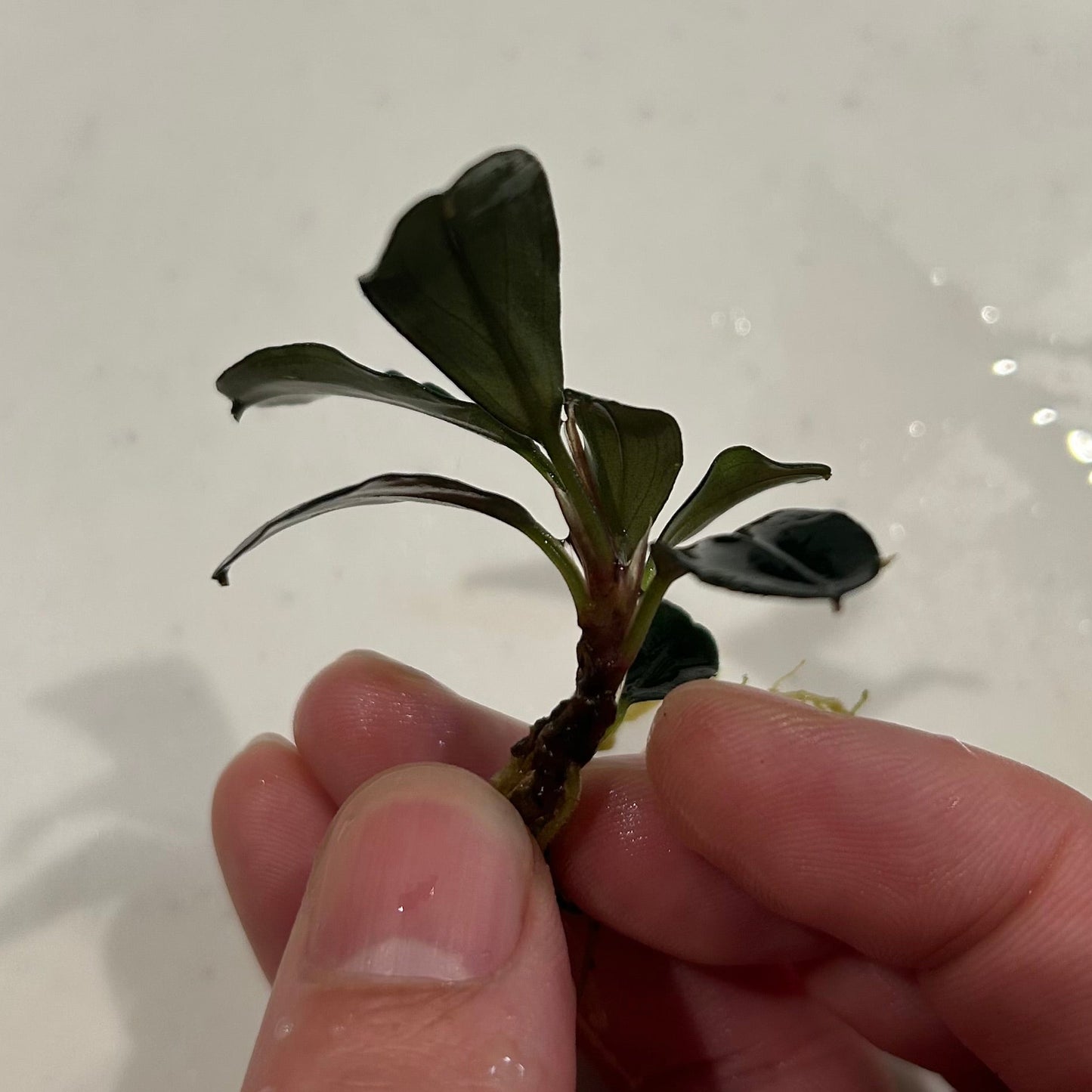【葉6枚以上】Bucephalandra sp. Theia ブセファランドラティア 1株